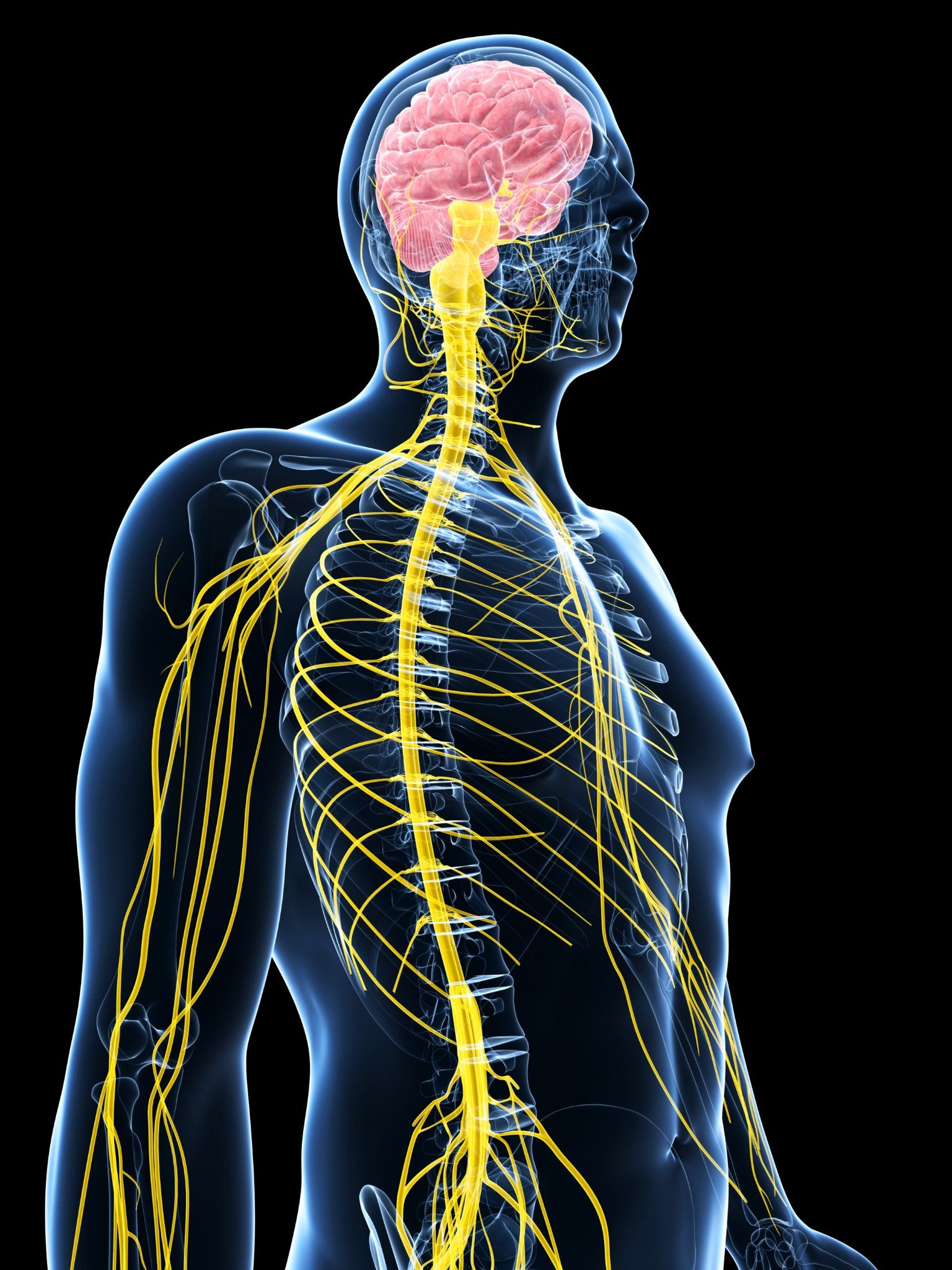 Human nervous system illustration